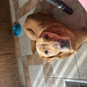 Lost Dog Chief, golden lab