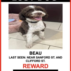 Lost Dog Beau
