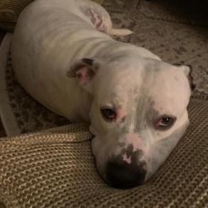 Lost Dog Luna