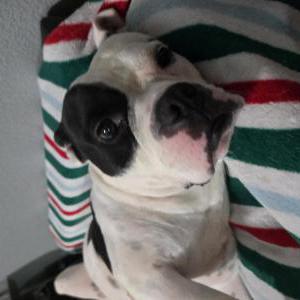 Lost Dog Jariaya
