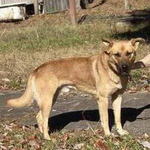 Found Dog Unknown