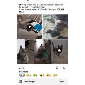 Lost Dog Cubb