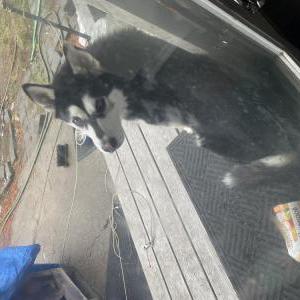 Found Dog unknown