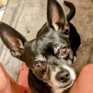 Lost Dog Dapper Dan