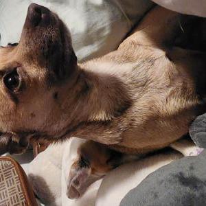 Lost Dog Bonnie