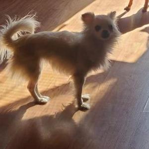 Lost Dog Millie
