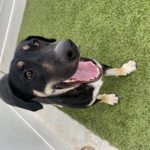 Lost Dog Unknown
