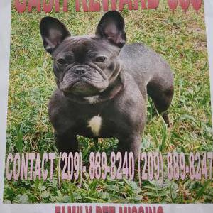 Lost Dog Ryley