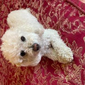 Lost Dog Nova