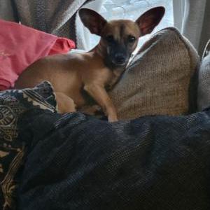 Lost Dog Kookies