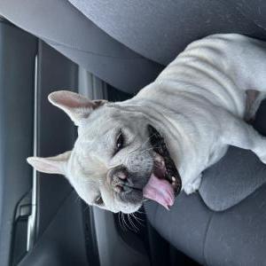 Found Dog Unknown