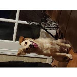 Lost Dog Reybon