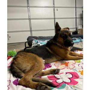 Image of UNKNOWN, Found Dog