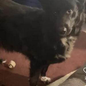 Lost Dog Tracy