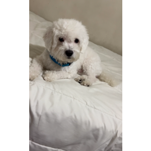 Lost Dog Gucci