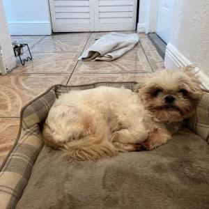 Lost Dog Lupita
