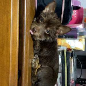 Lost Dog Betty