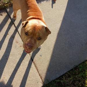 Found Dog Unknown