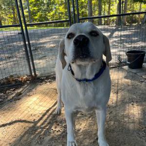 2nd Image of Unknown, Found Dog