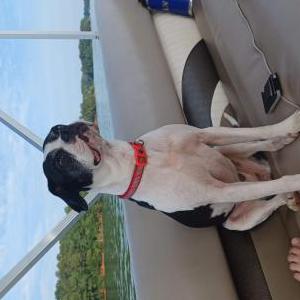 Image of Keke, Lost Dog