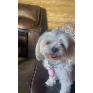 Lost Dog Bella
