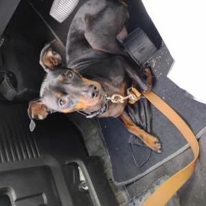 Lost Dog Reese