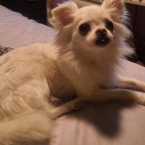 Lost Dog Millie