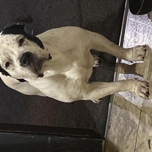 Image of BamBam, Lost Dog