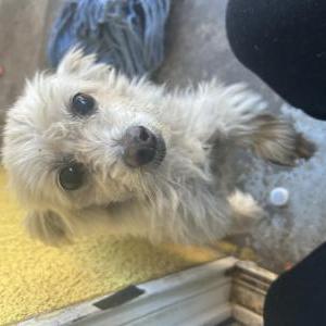 Found Dog Unknown