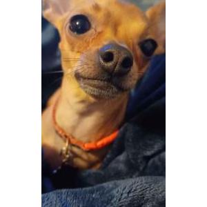 Lost Dog BEANS