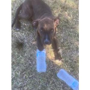Lost Dog Scar