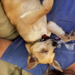 Lost Dog Banana