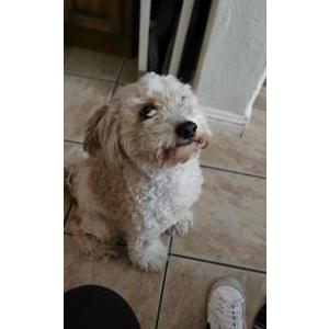 Lost Dog Toby