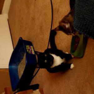 Image of Wren, Lost Cat