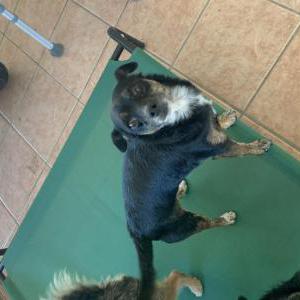 Lost Dog Zoé