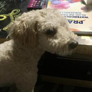Found Dog Unknown