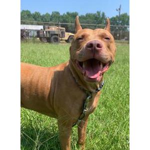 Image of Rex, Lost Dog