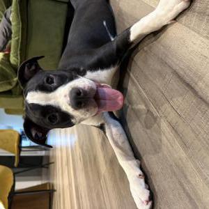 Found Dog Unknown