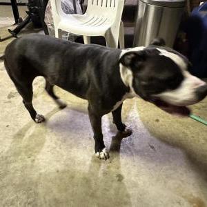 Found Dog Bulldog type