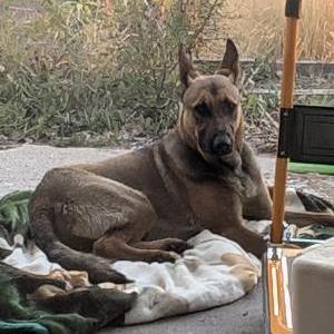 Found Dog Unknown