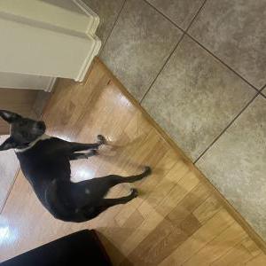 Found Dog Unknown
