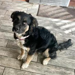 Found Dog unknown