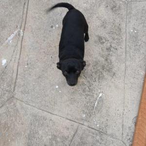 Lost Dog KOBY