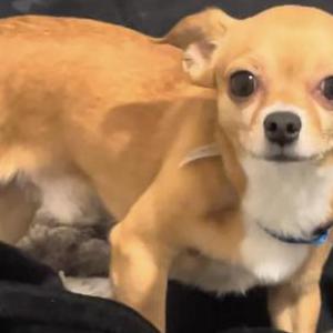 Lost Dog Beethoven