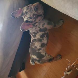 Lost Dog Rylo