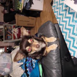 Lost Dog Curly Sue