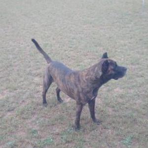 Lost Dog Bruneau