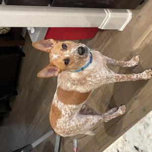 Lost Dog Doug
