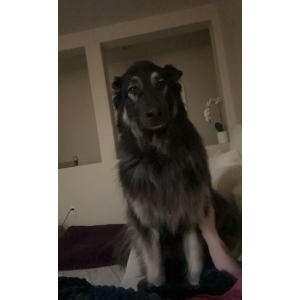 Lost Dog Ember