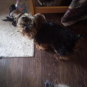 Image of Bow, Lost Dog